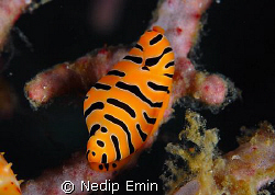 Tiger Cowrie, Macro, Andaman Sea, Diving by Nedip Emin 